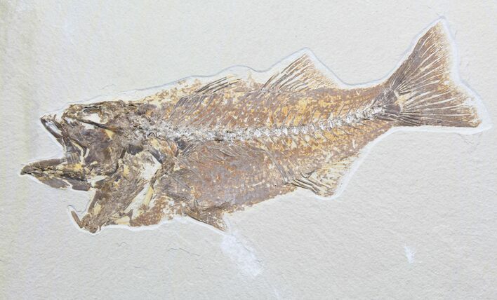 Predatory Mioplosus Fossil Fish - Wyoming #78132